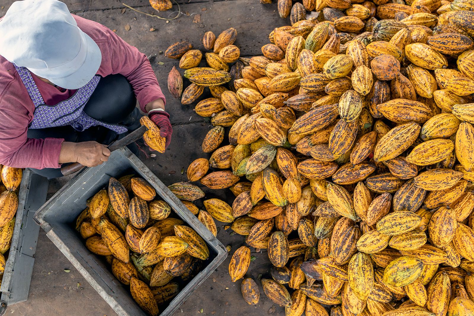 Vista cenital de manos abriendo mazorcas de cacao con granos frescos