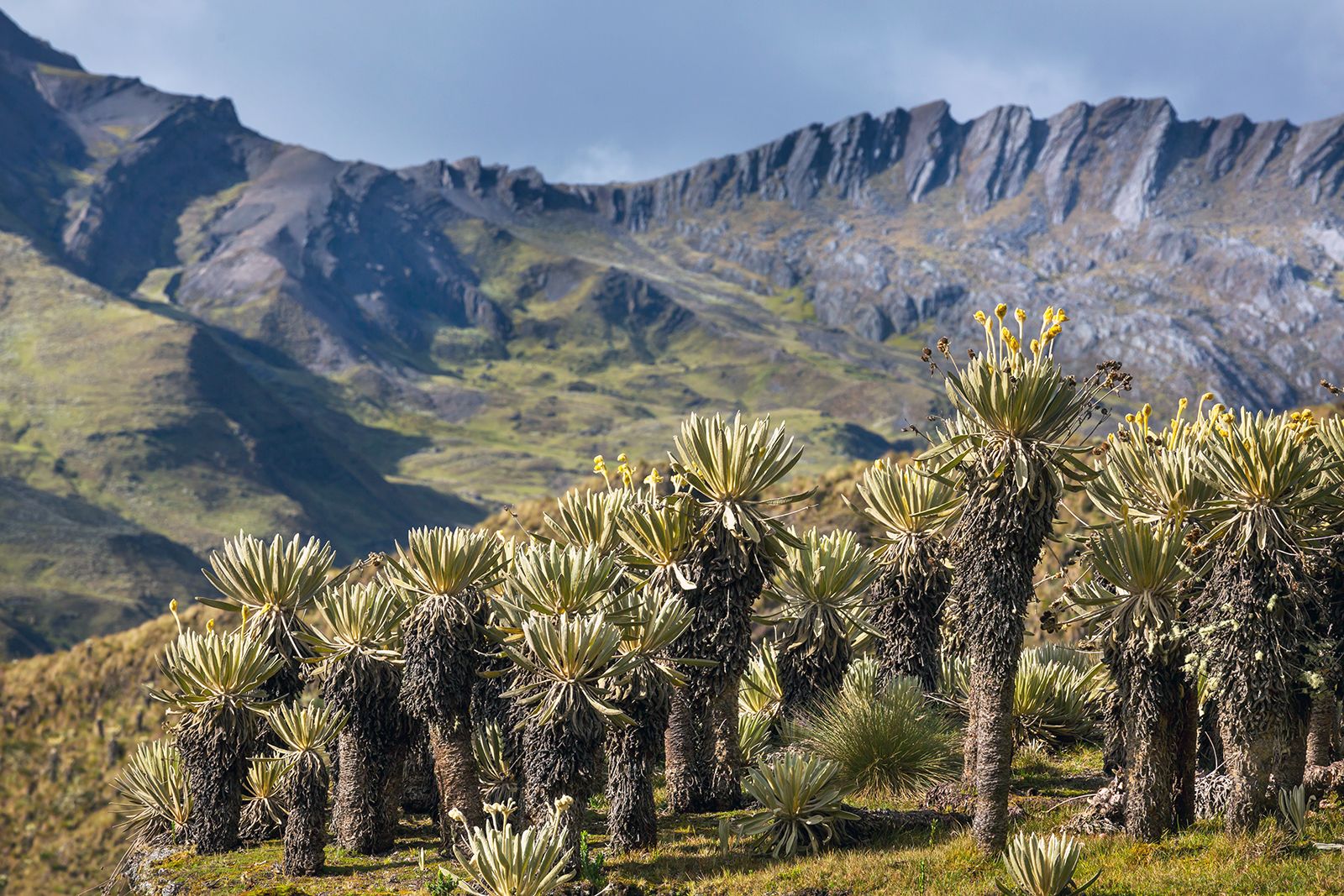 Paisaje de páramo con frailejones (placeholder de Sembradoras de Vida)
