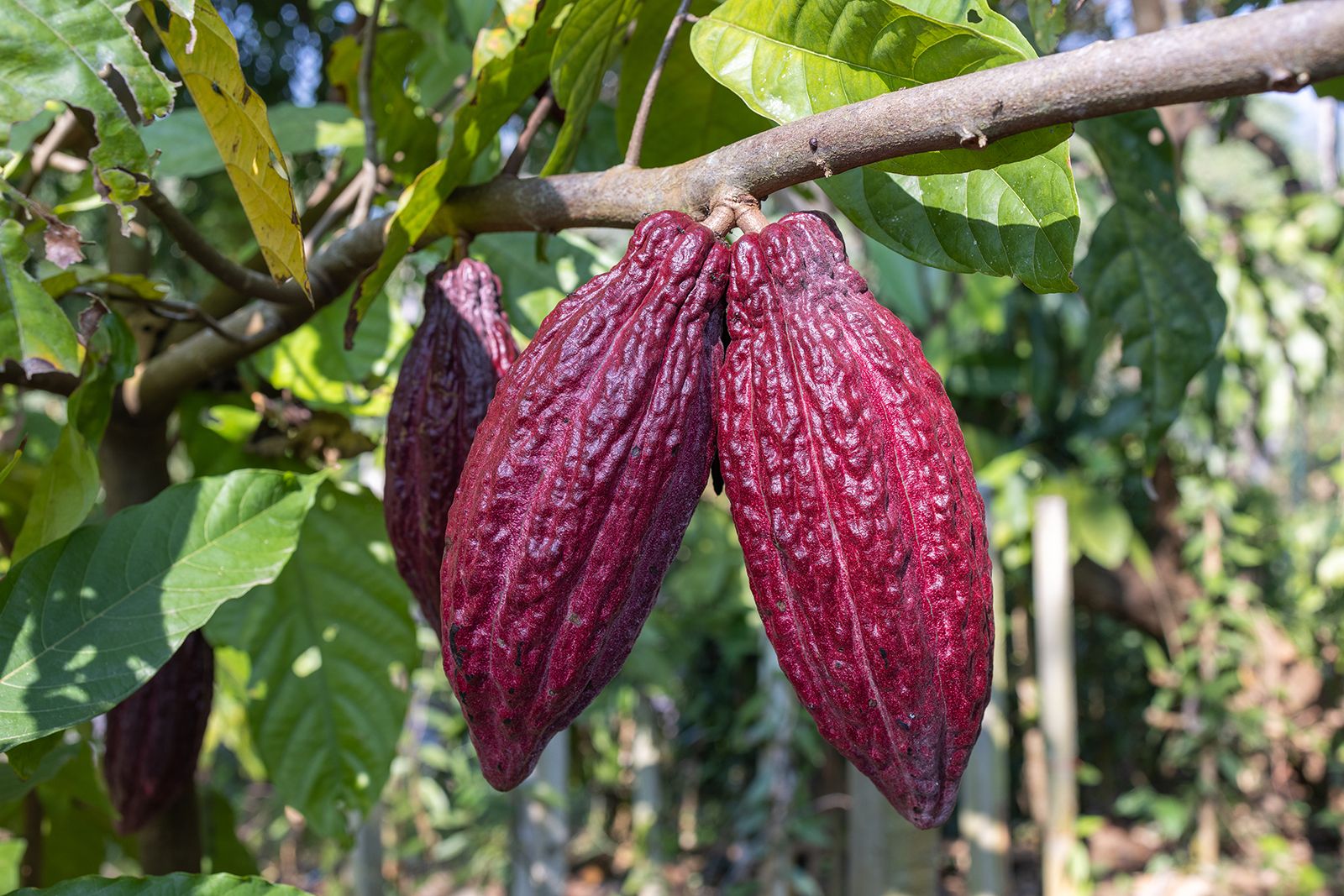 Mazorcas de cacao trinitario color púrpura colgando de la rama con hojas verdes